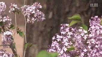 五月丁香在线观影院,光影交织的在线观影盛宴